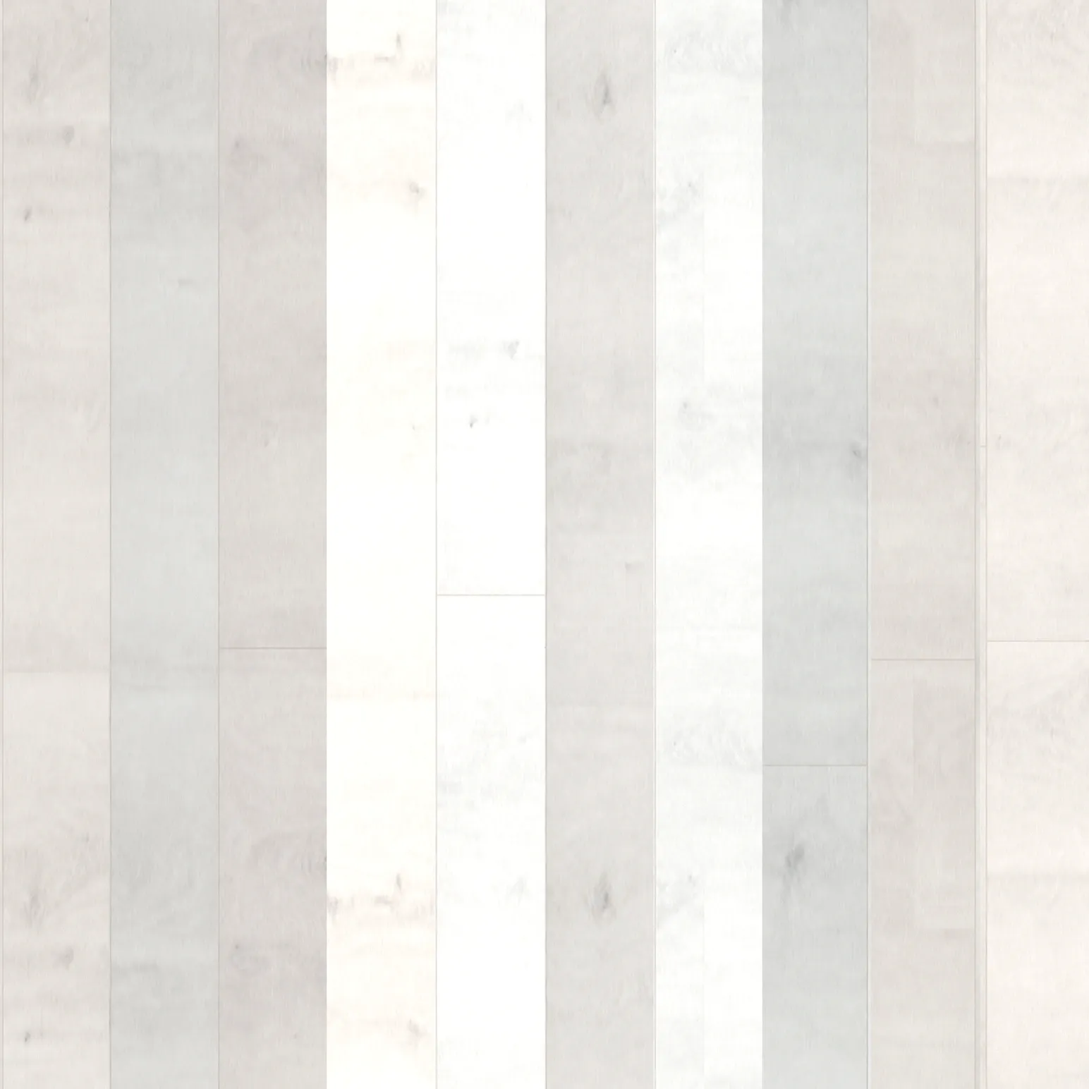 Silver Gum