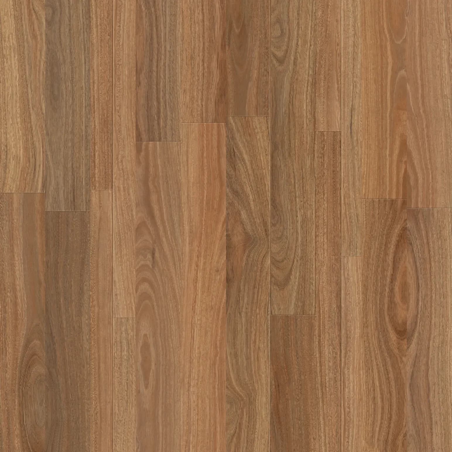 Spotted Gum