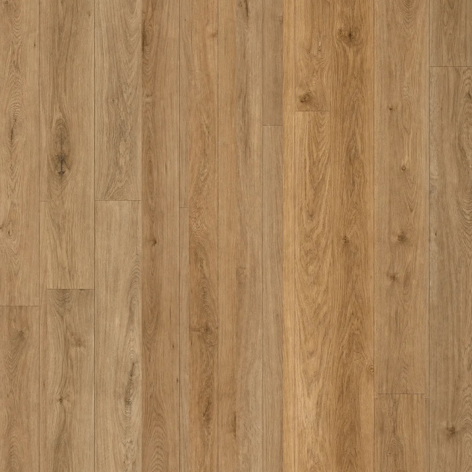 Coastal Spotted Gum