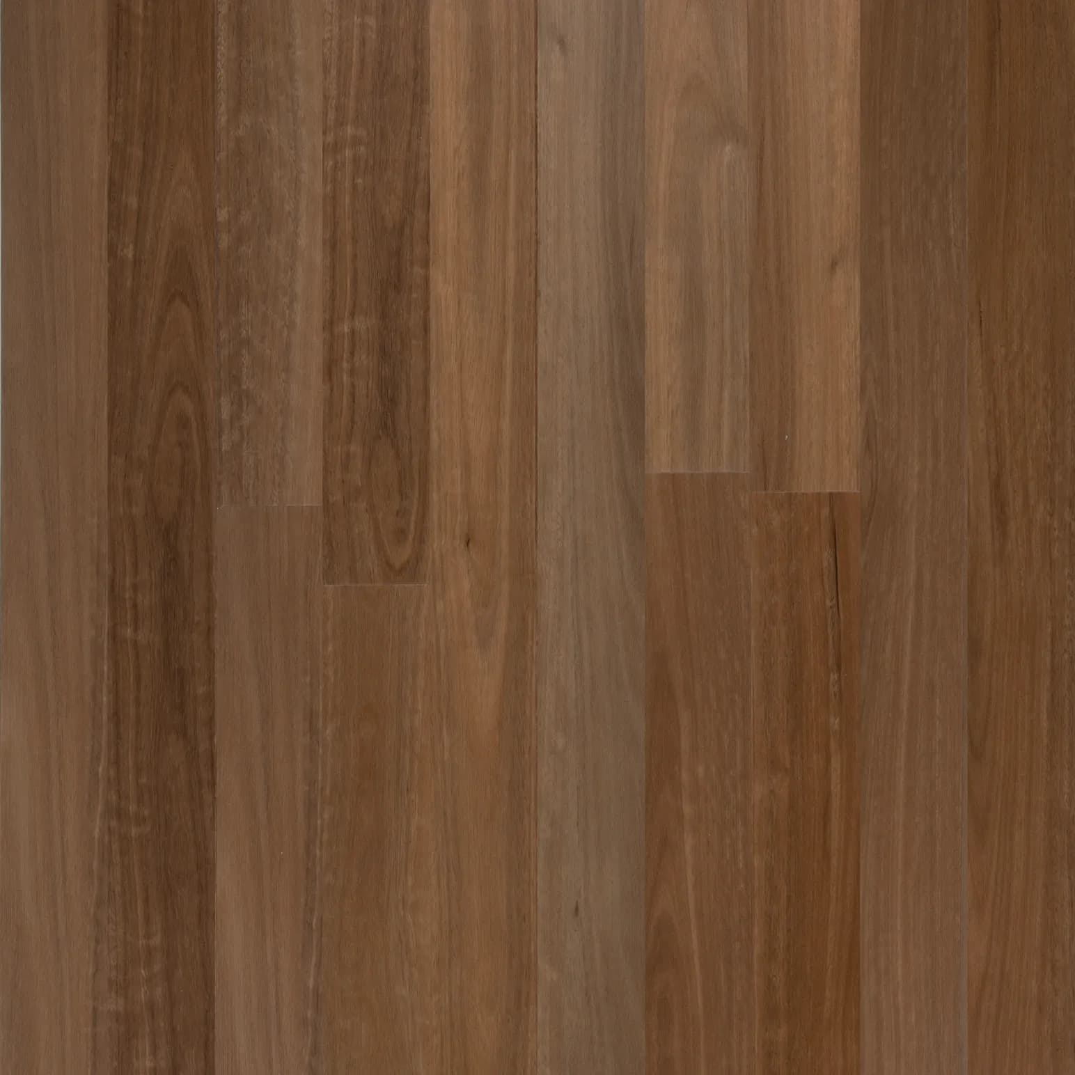Spotted Gum