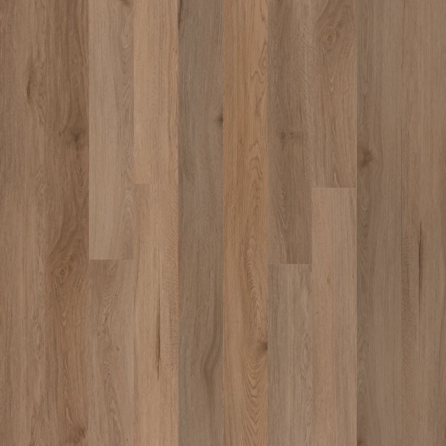 Coastal Spotted Gum