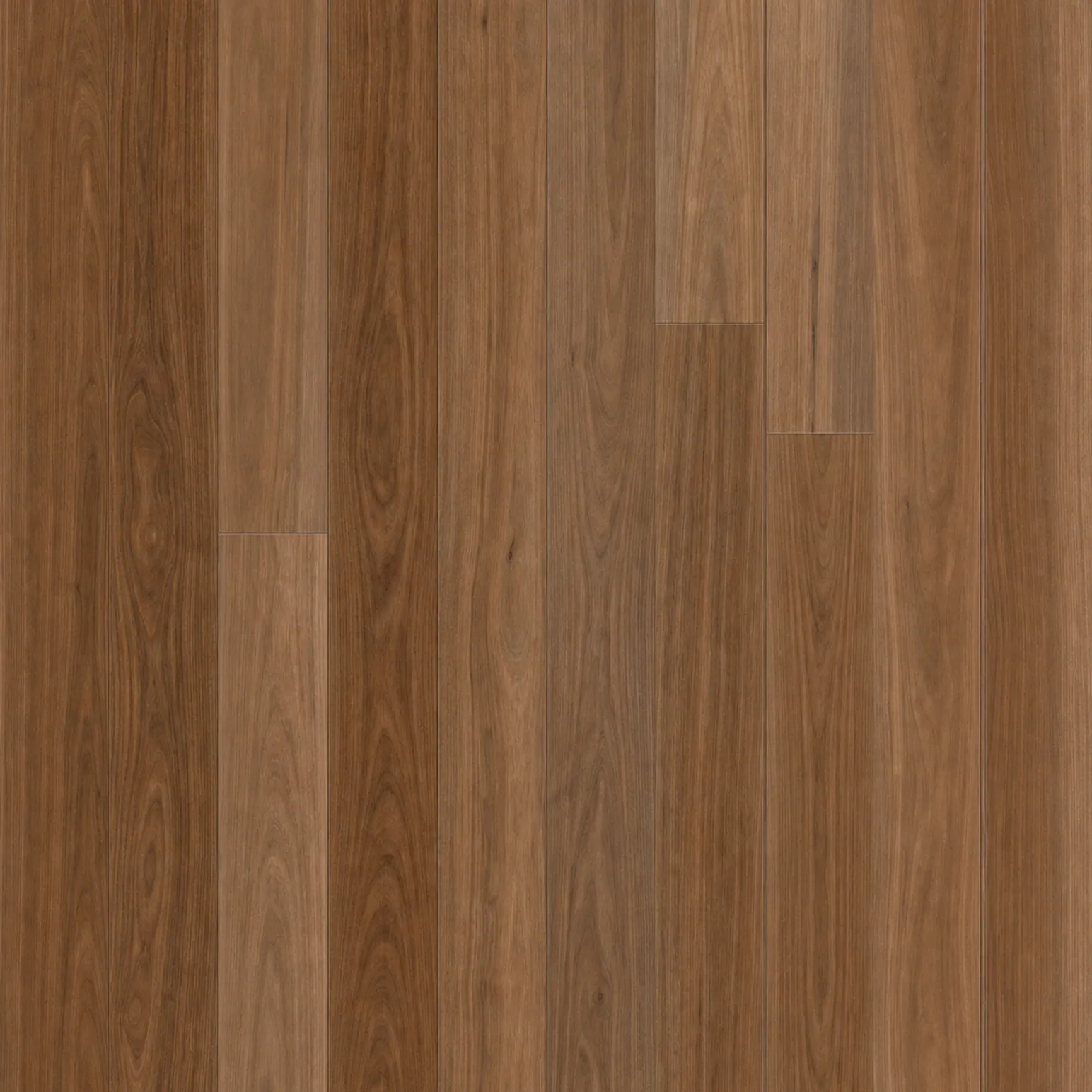 Spotted Gum