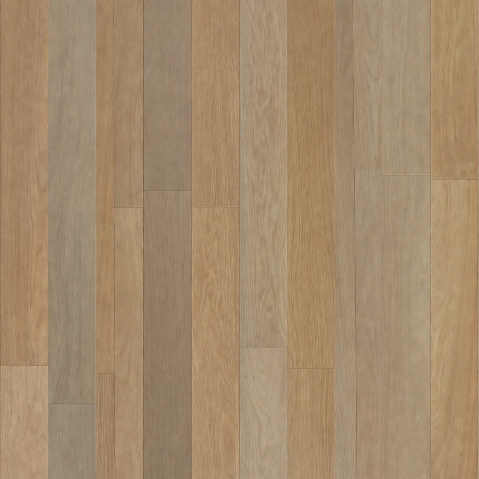 Coastal Spotted Gum