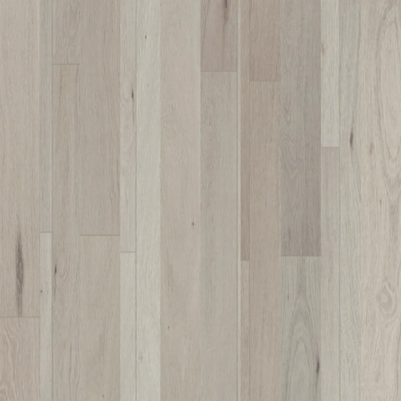 Chalk Oak