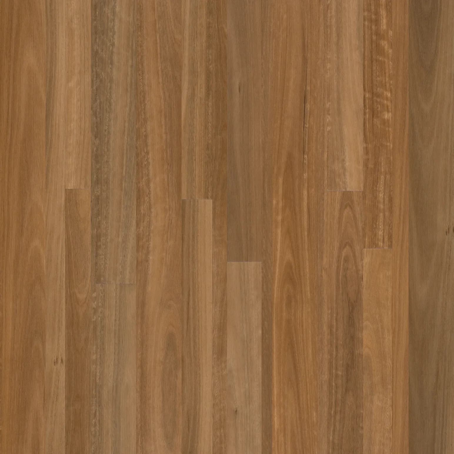 Spotted Gum